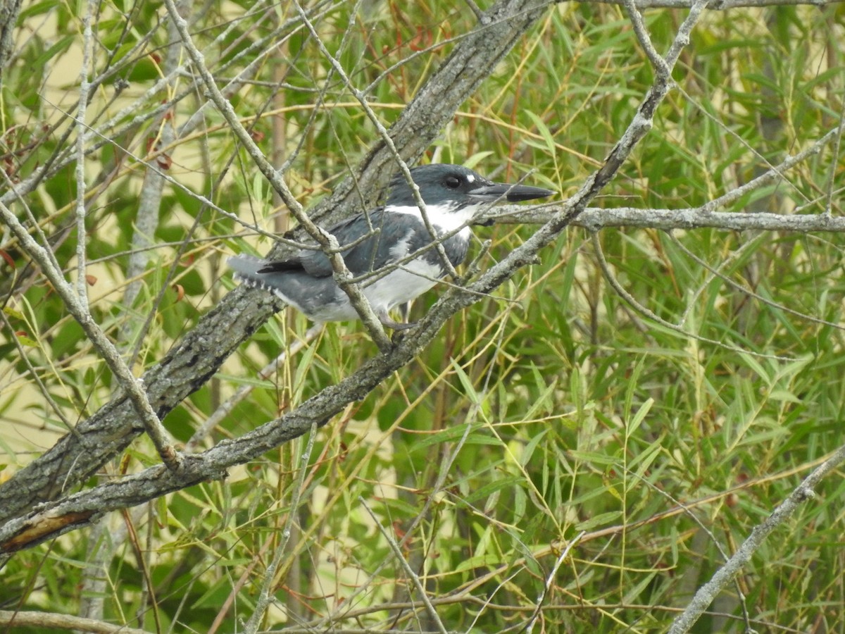 Belted Kingfisher - ML260993911
