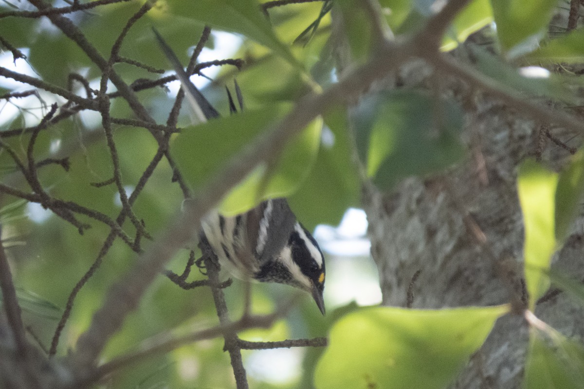Black-throated Gray Warbler - ML260994831