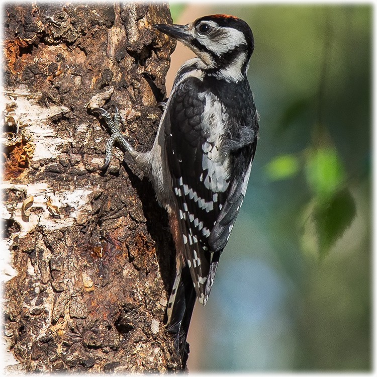 Great Spotted Woodpecker (Great Spotted) - www.aladdin .st