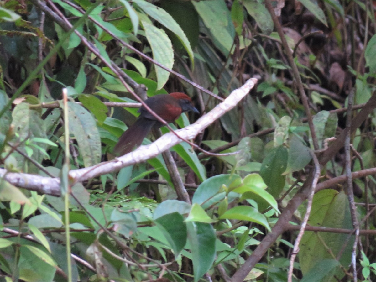 McConnell's Spinetail - ML260999821