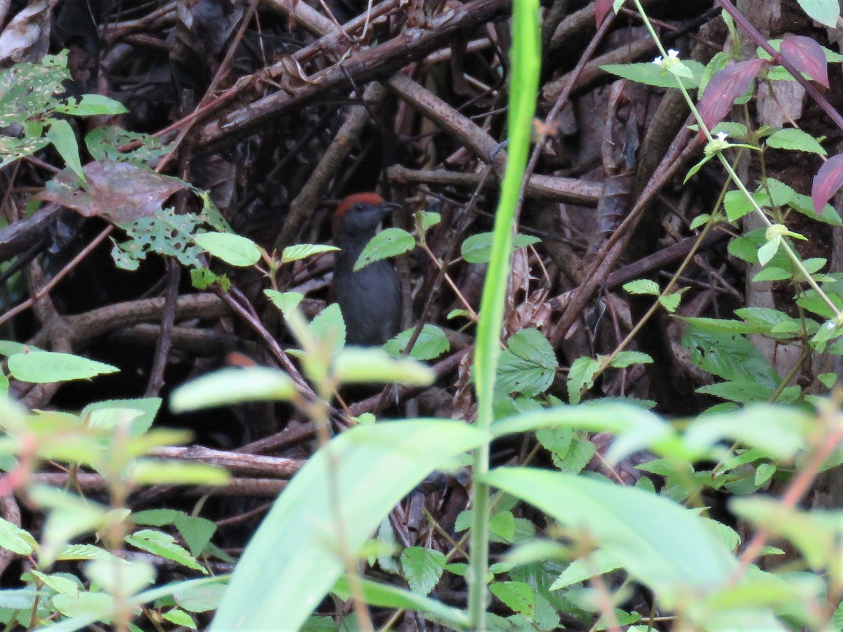McConnell's Spinetail - ML260999851