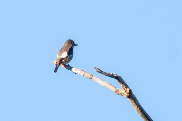 Olive-sided Flycatcher - Joan Gallagher