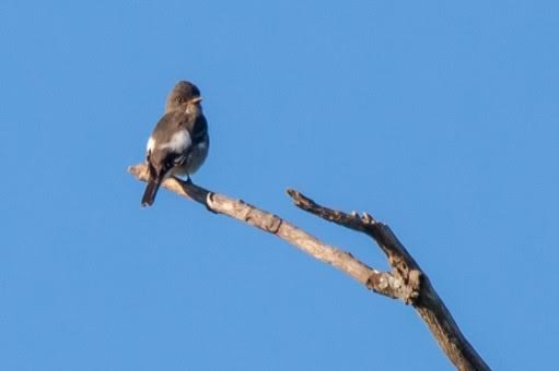 Olive-sided Flycatcher - ML261000411