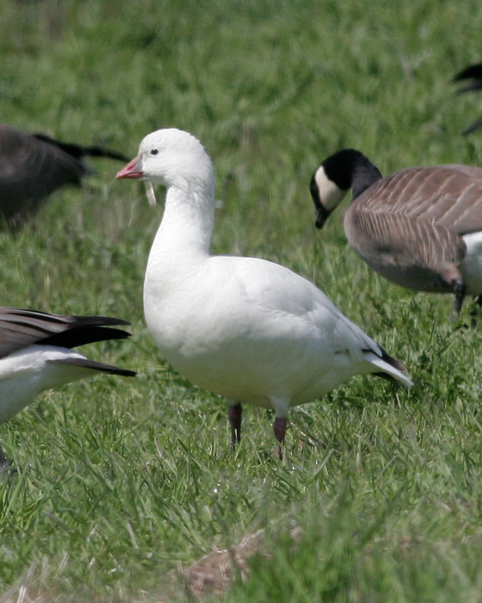 Ross's Goose - ML261002351