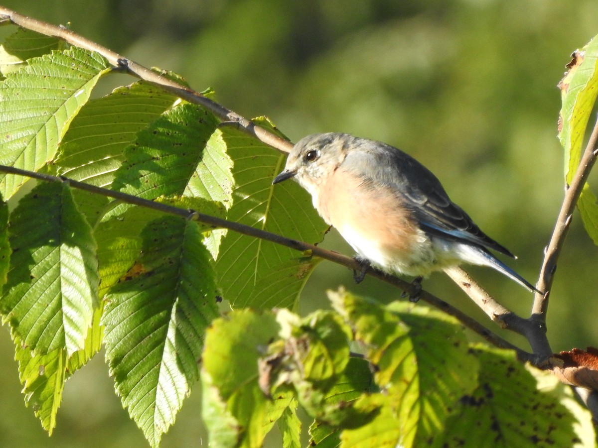 Eastern Bluebird (Eastern) - Bill Stanley