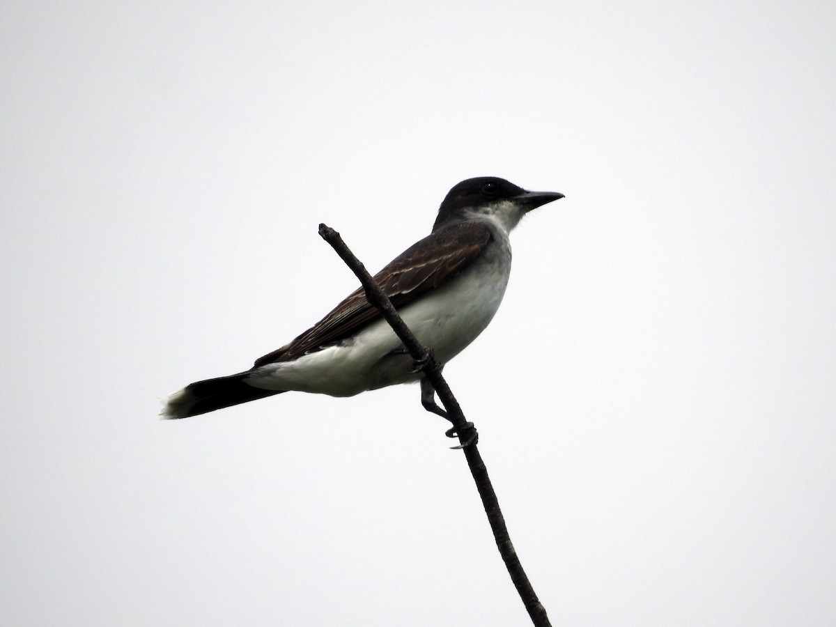 Eastern Kingbird - Luis Gonzalez