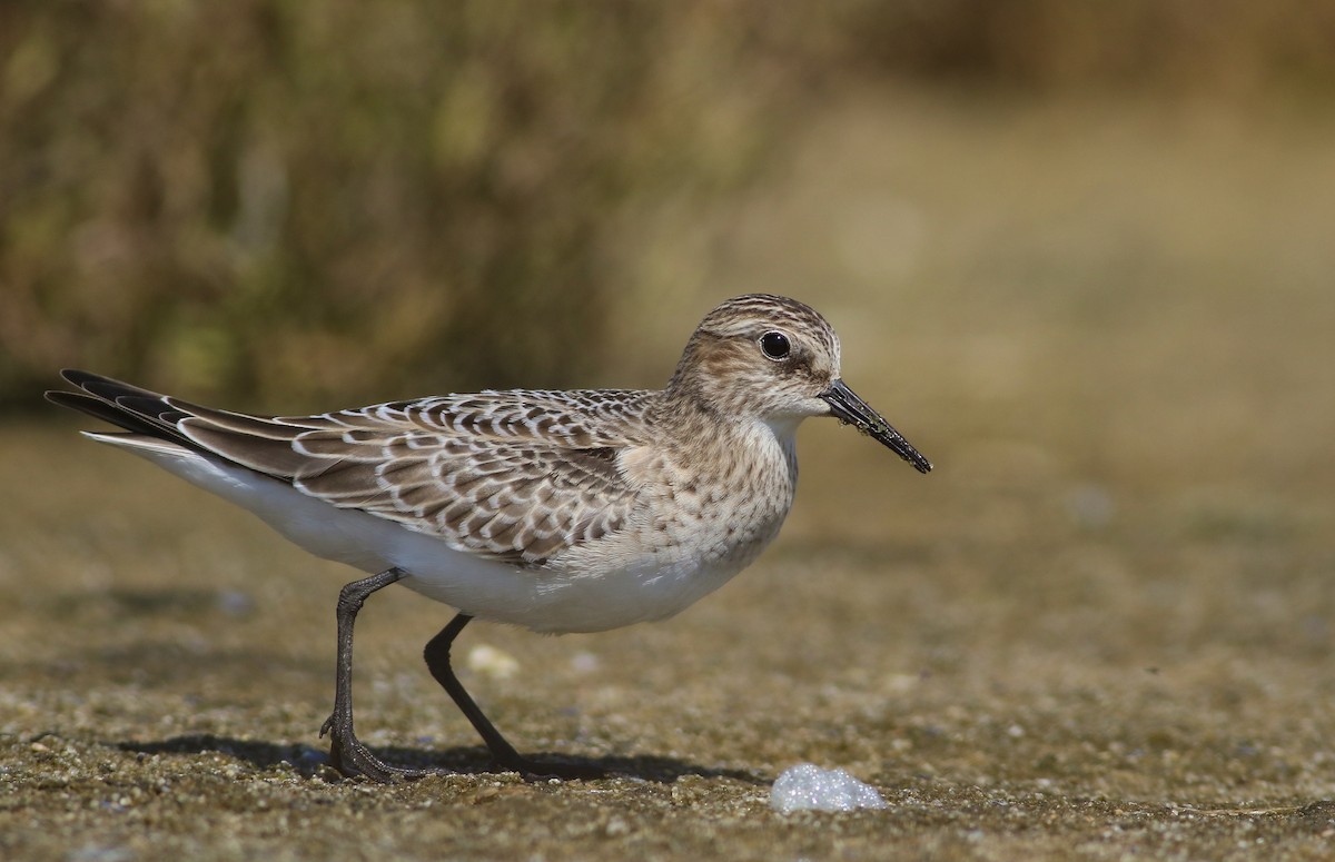 Baird's Sandpiper - Sky Kardell