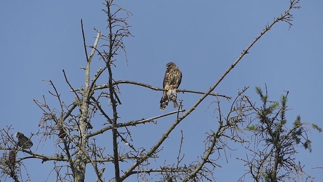 Merlin - ML261006901