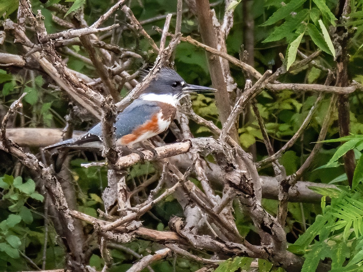 Belted Kingfisher - ML261007851
