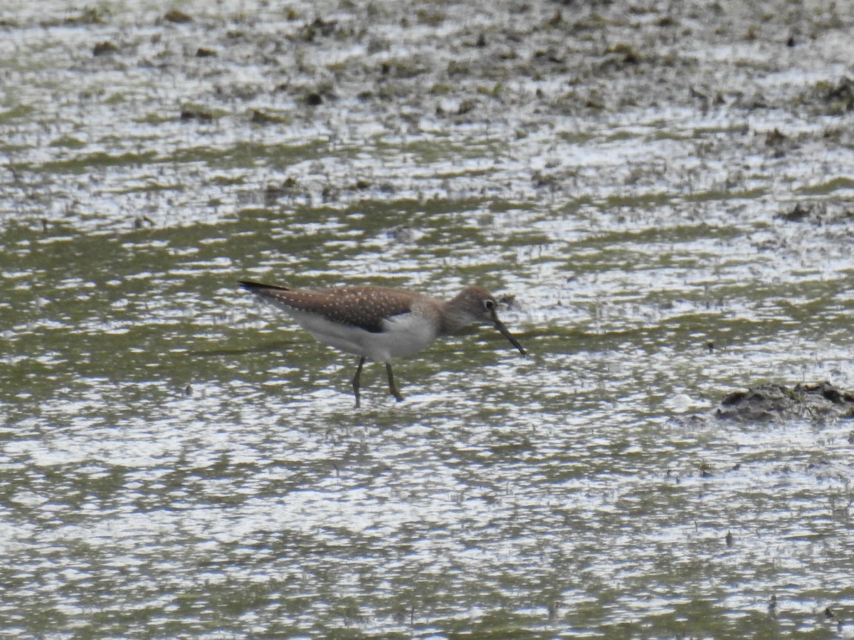 Solitary Sandpiper - ML261007981