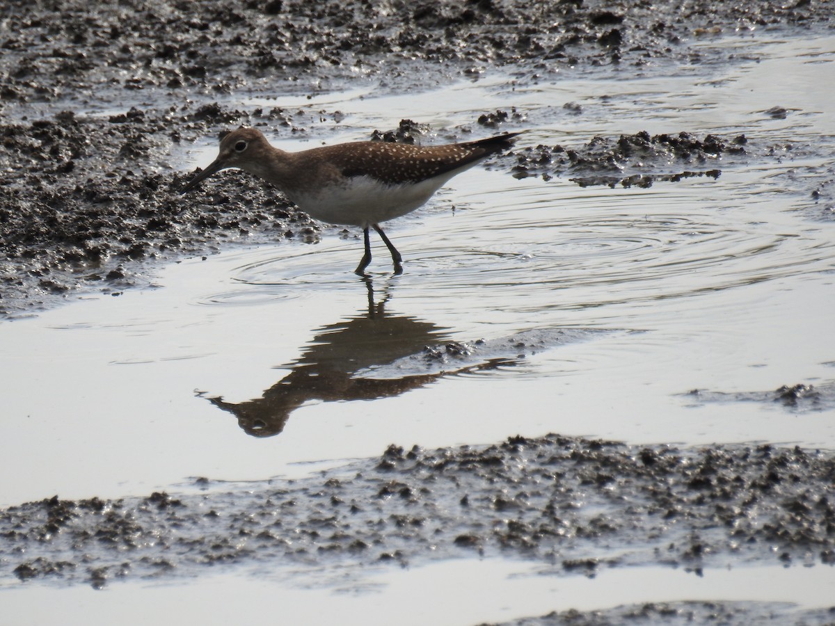 Solitary Sandpiper - ML261008231