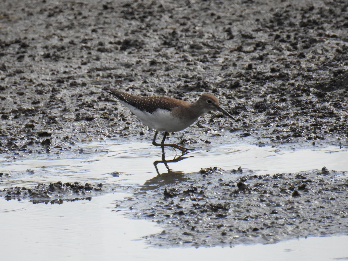 Solitary Sandpiper - ML261008241