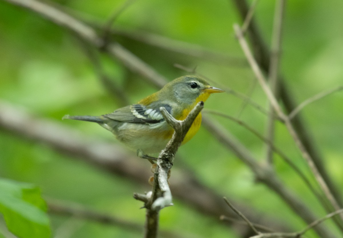 Northern Parula - ML261008271