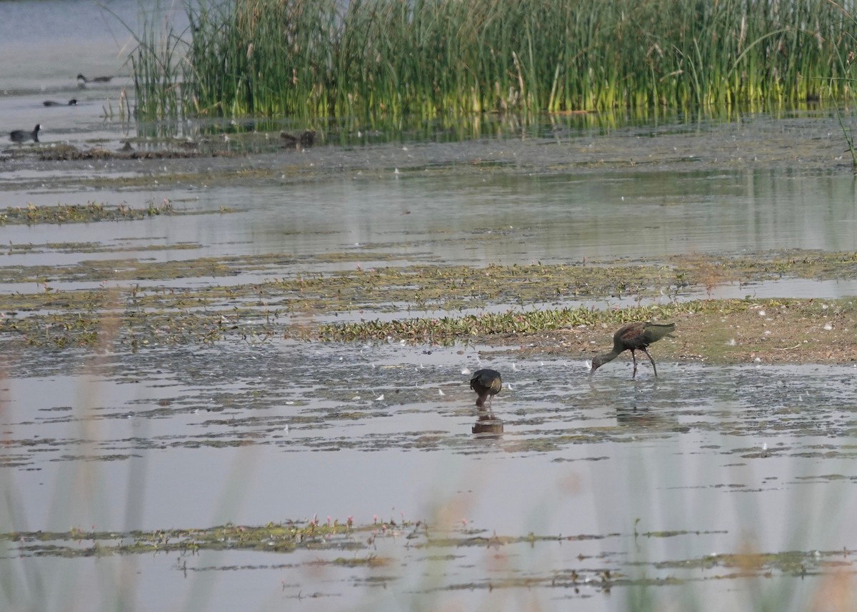 White-faced Ibis - ML261009321