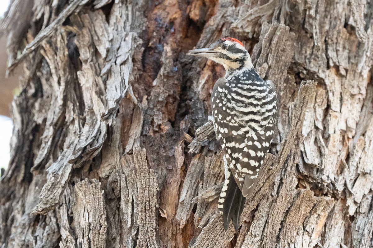 Ladder-backed Woodpecker - Steve Valasek