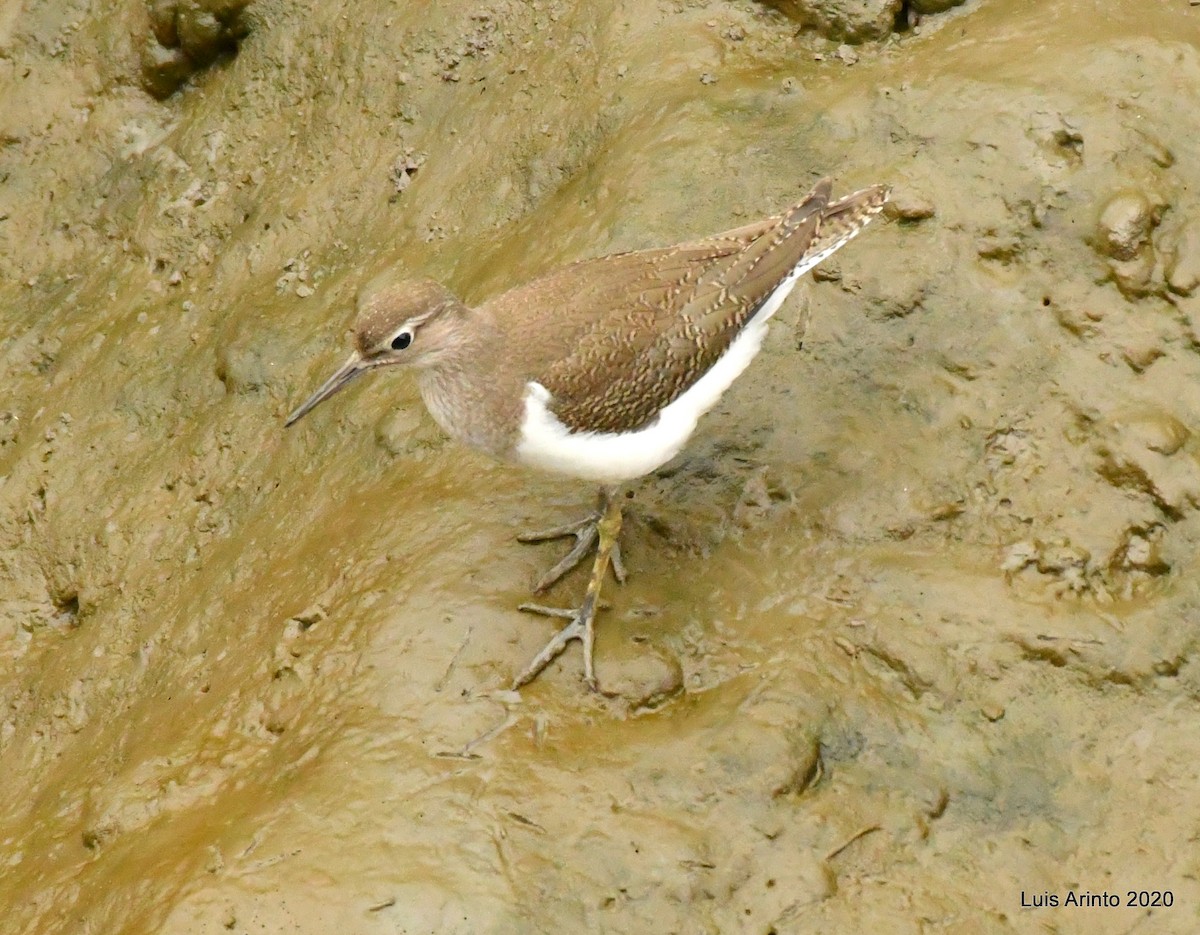 Common Sandpiper - ML261011991