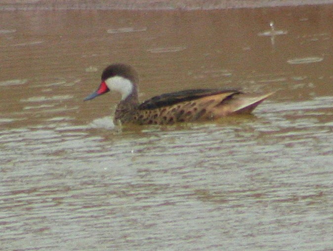 White-cheeked Pintail - ML261012471