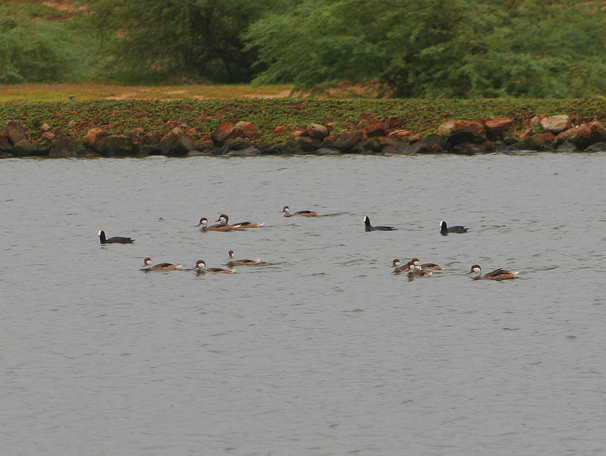 White-cheeked Pintail - ML261012771