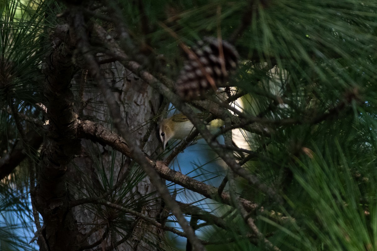 Red-eyed Vireo - ML261013831