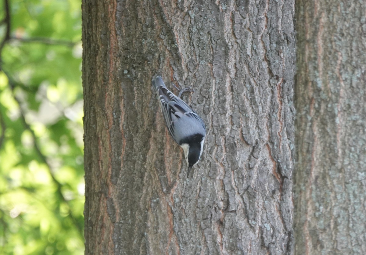 White-breasted Nuthatch - ML261014141
