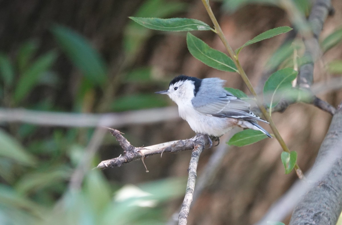 White-breasted Nuthatch - ML261014161