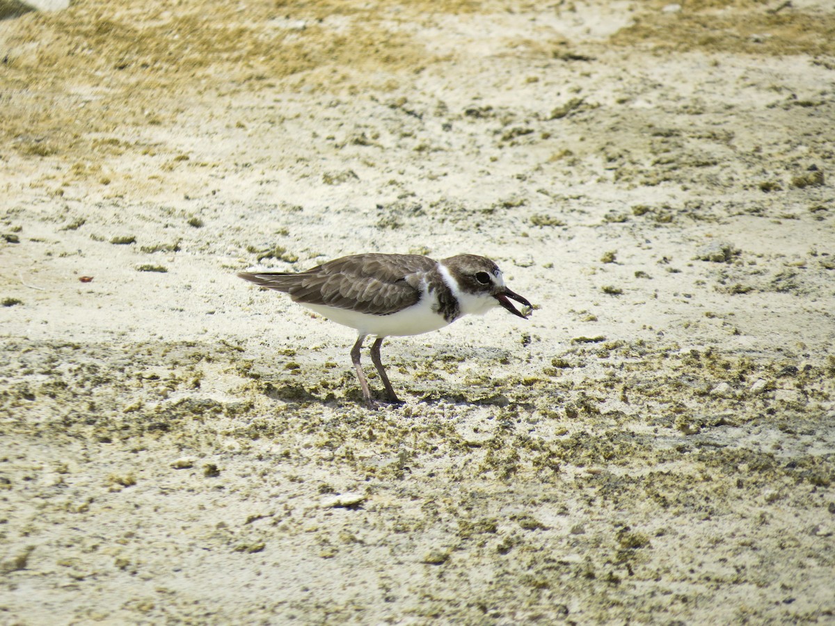 Wilson's Plover - Scott Sneed