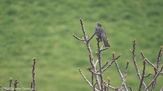 Mourning Sierra Finch - ML261015501