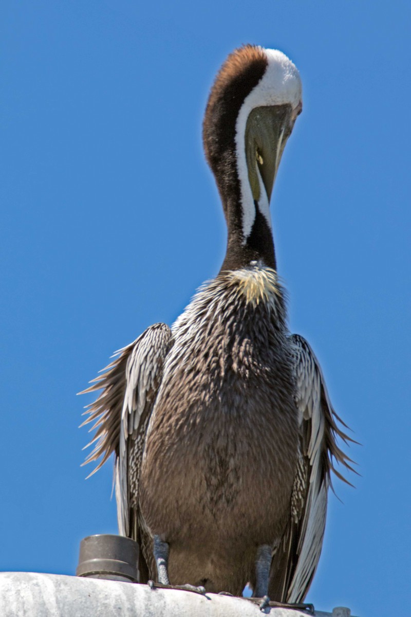 pelikán hnědý - ML26101711