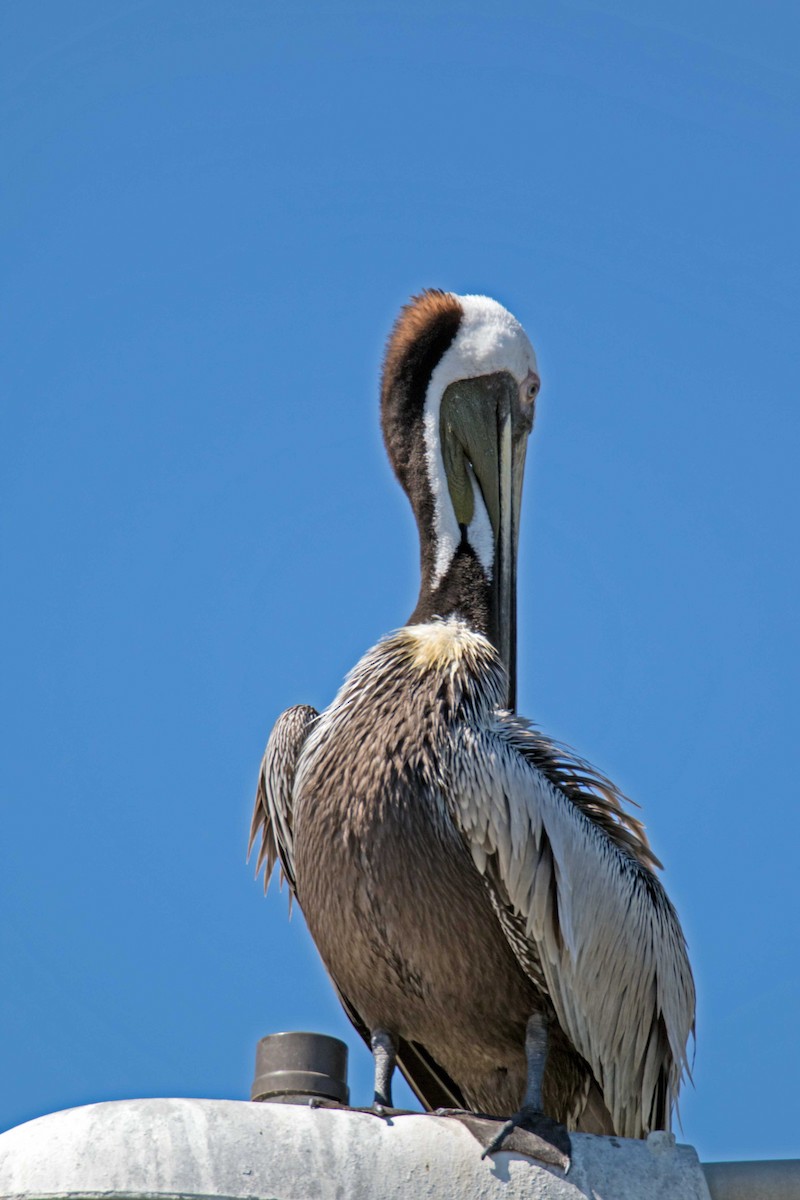 pelikán hnědý - ML26101741