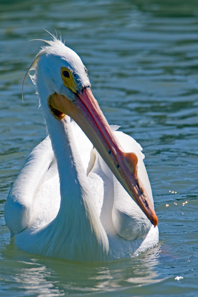 pelikán severoamerický - ML26101751