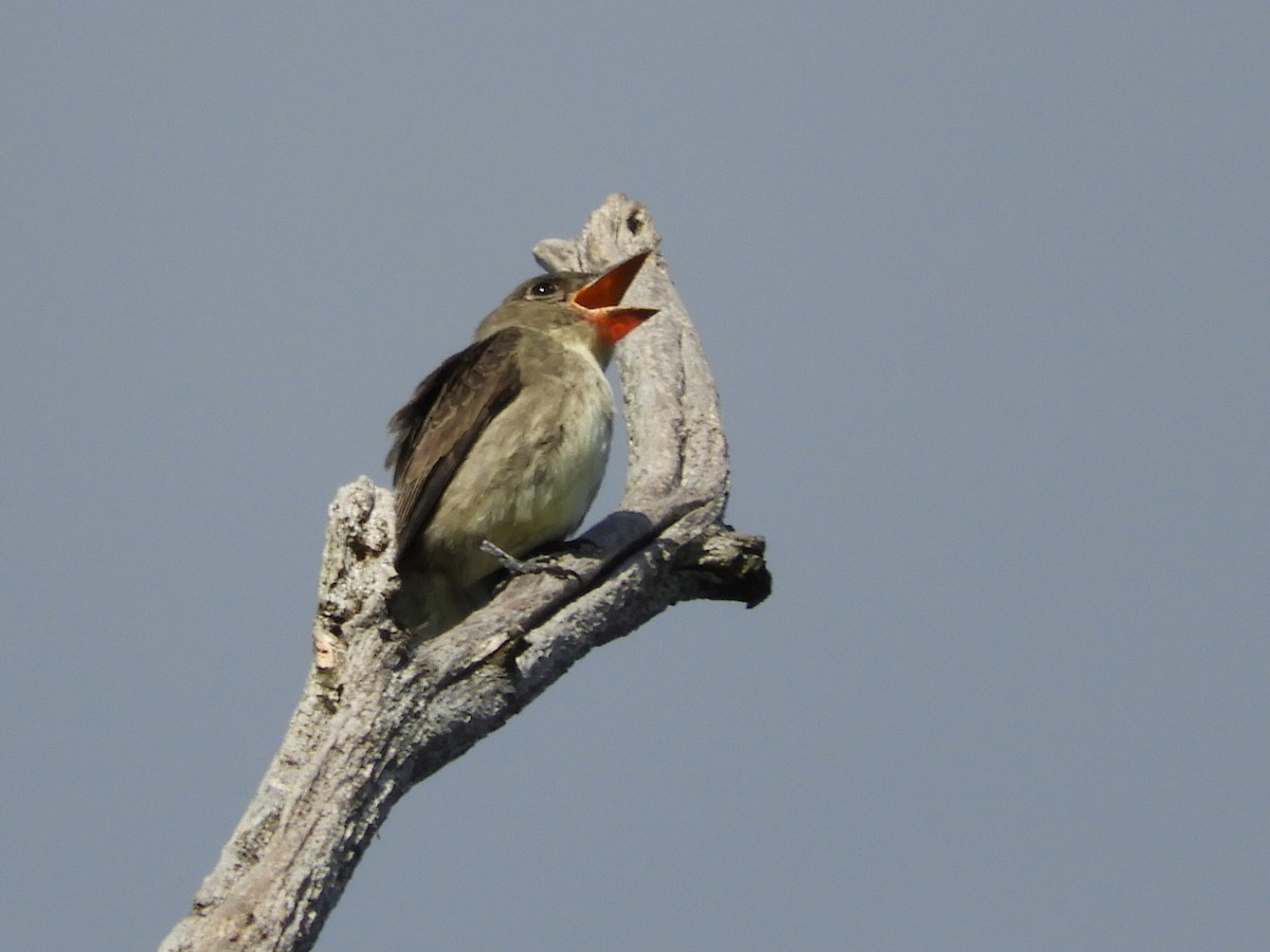 Olive-sided Flycatcher - Bill Lee