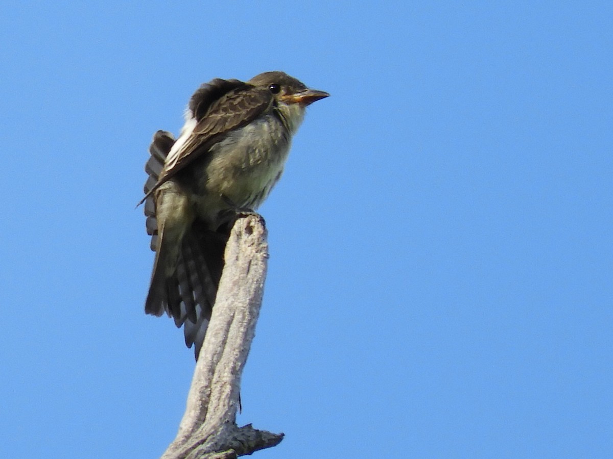 Olive-sided Flycatcher - Bill Lee