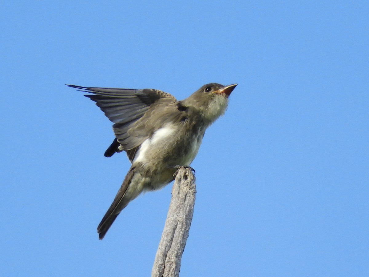 Olivflanken-Schnäppertyrann - ML261018561