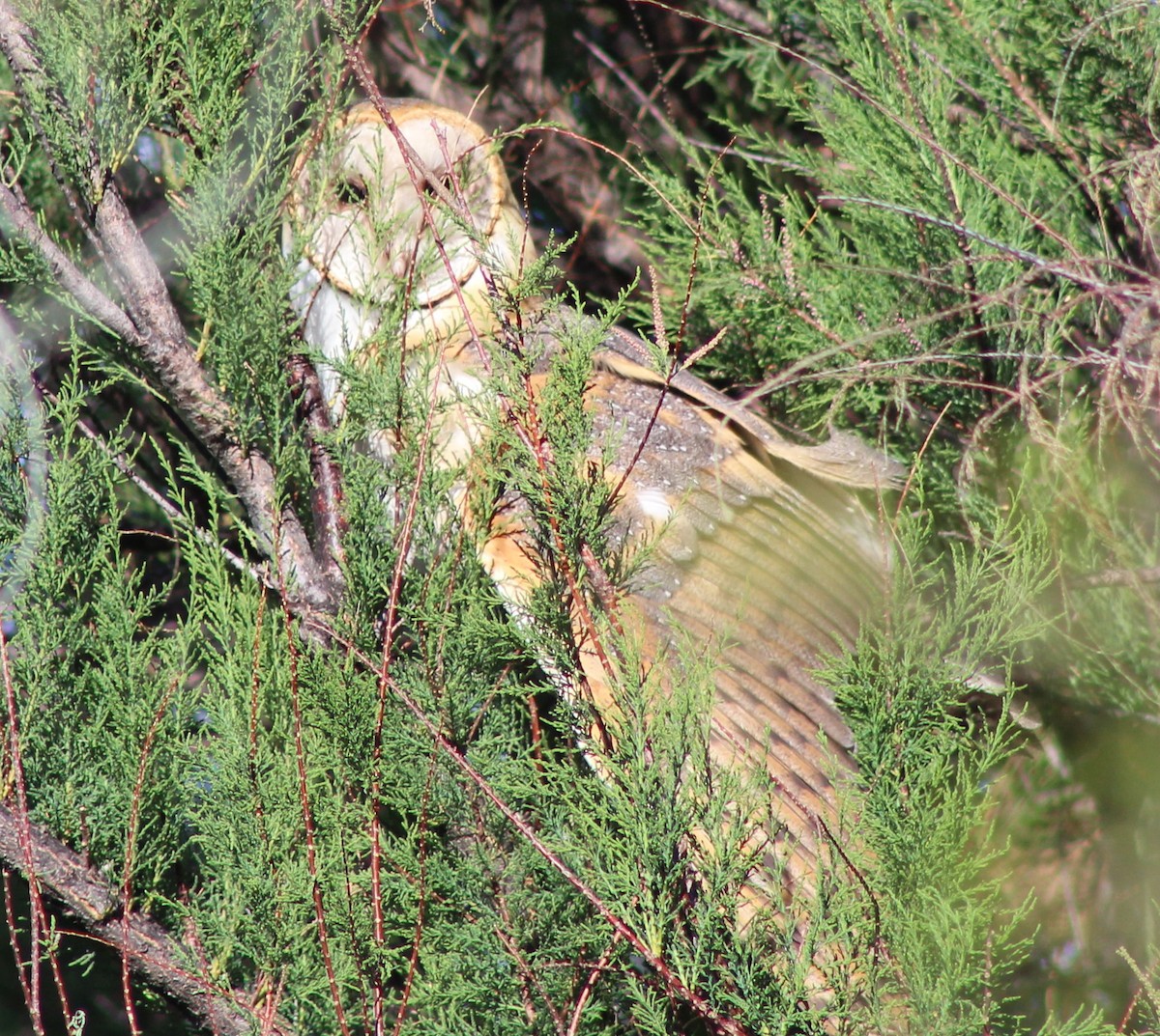American Barn Owl - ML26101991