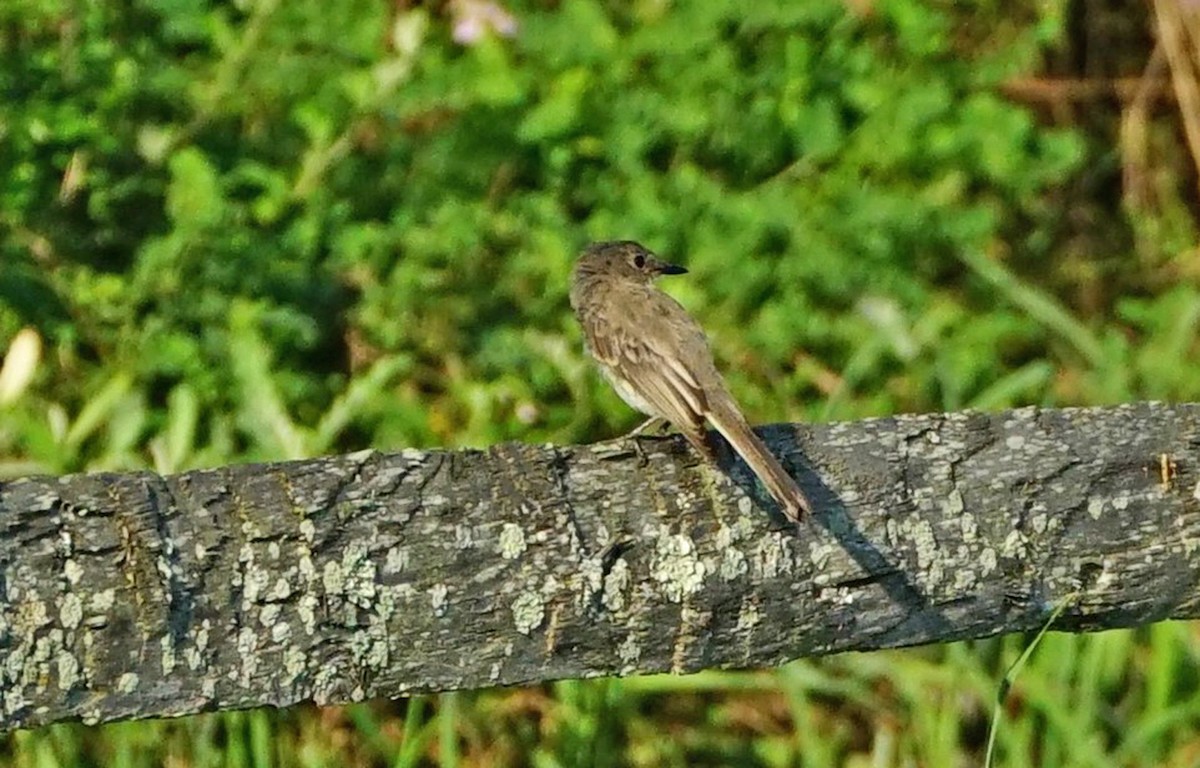 Eastern Phoebe - ML261020181