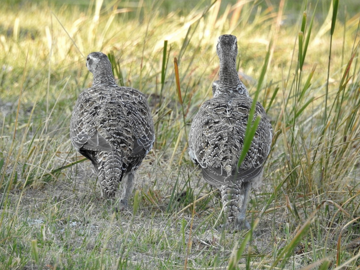 Greater Sage-Grouse - ML261020341