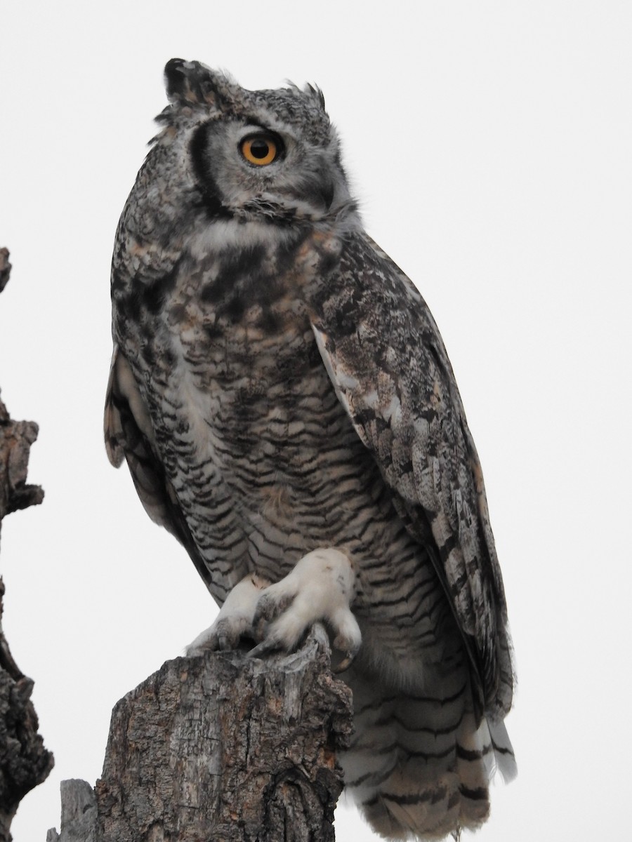 Great Horned Owl - ML261020401