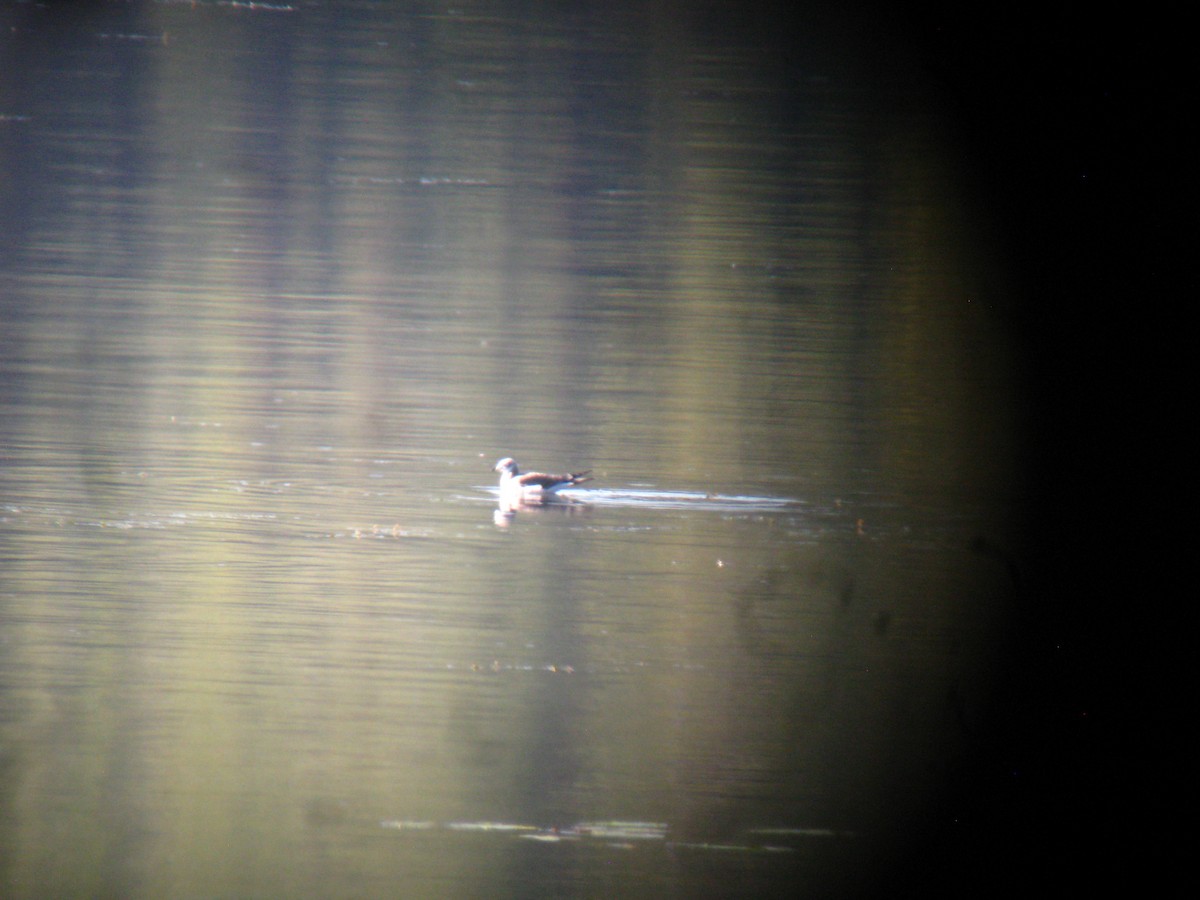 Sabine's Gull - ML261020801