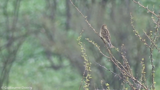 Çayır Kanarya İspinozu - ML261022551