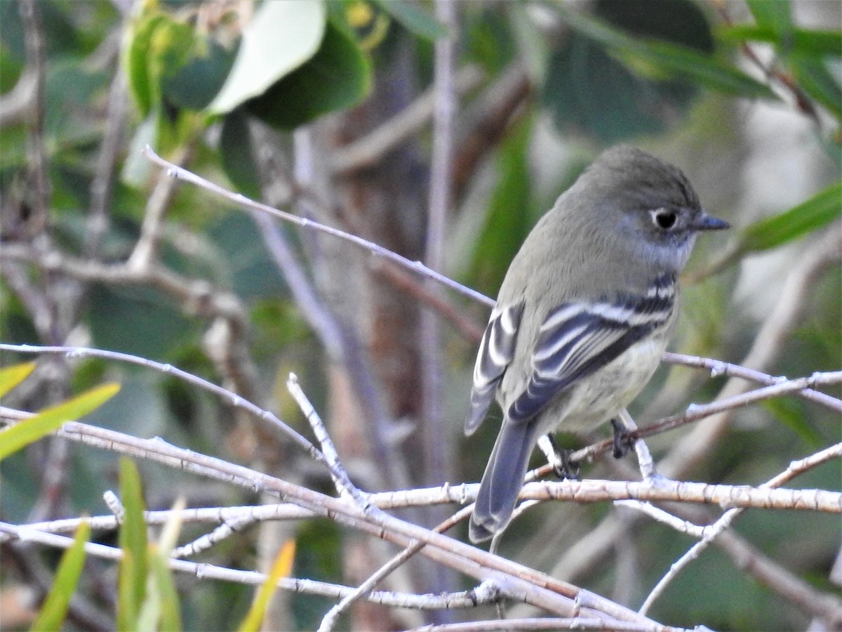 Hammond's Flycatcher - ML261022821