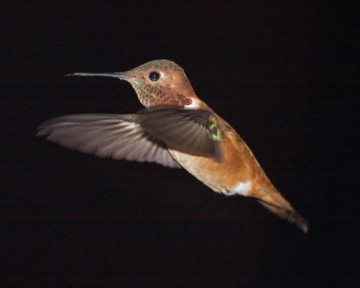 Rufous Hummingbird - Roy Stout