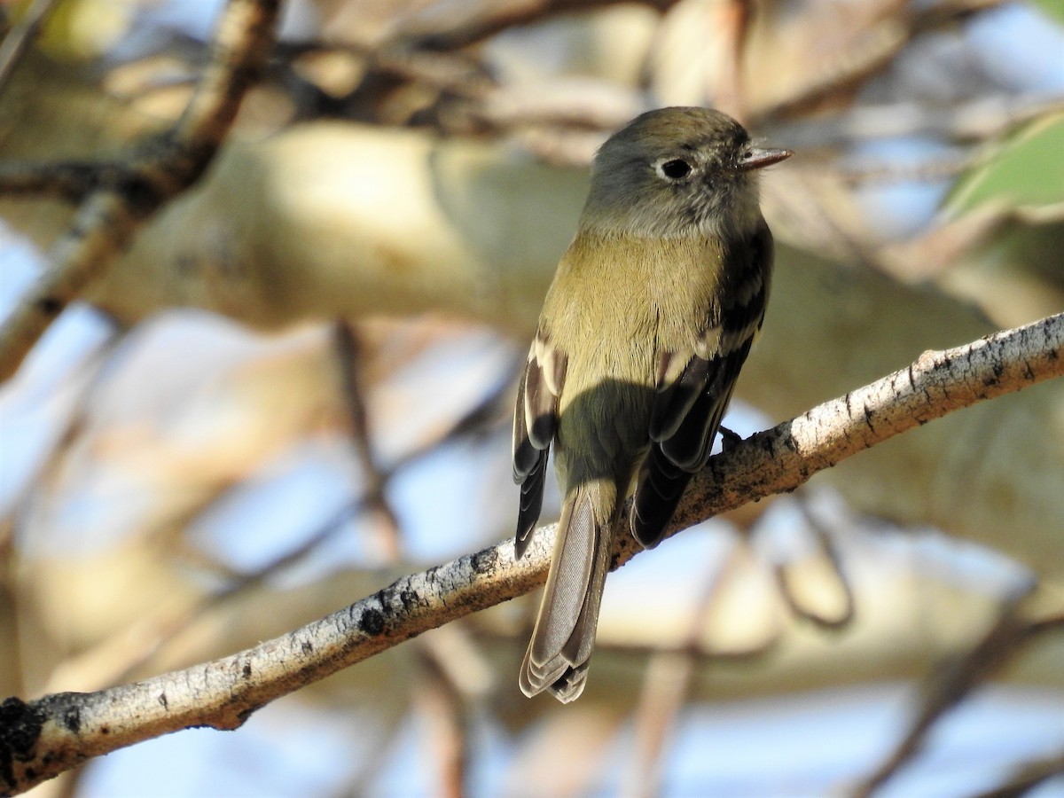 Hammond's Flycatcher - ML261023741