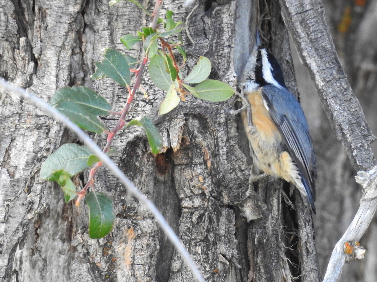 Red-breasted Nuthatch - ML261023901