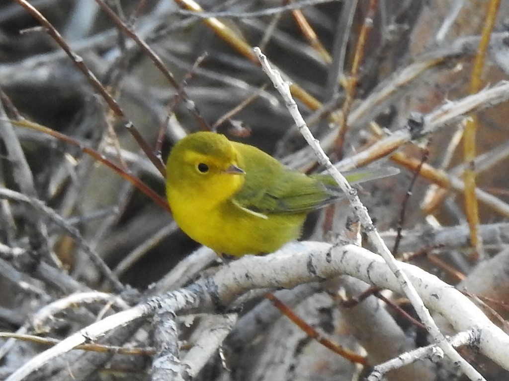 Wilson's Warbler - ML261024061