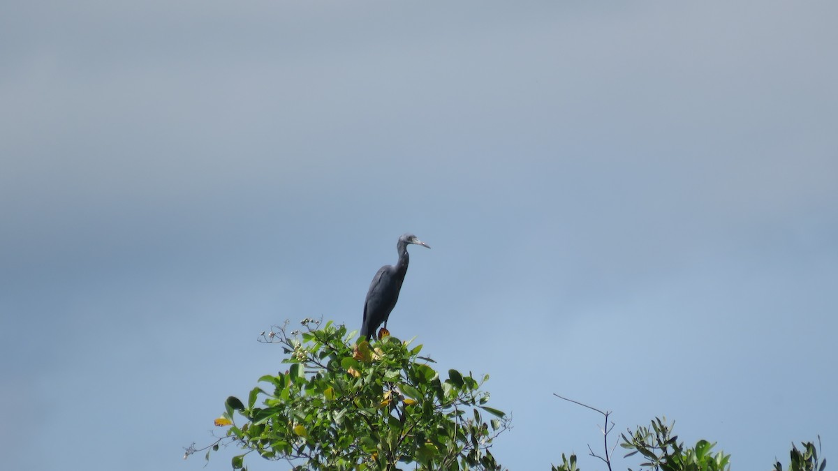 Little Blue Heron - ML261024271