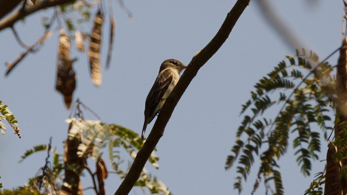 Eastern Wood-Pewee - ML261024391