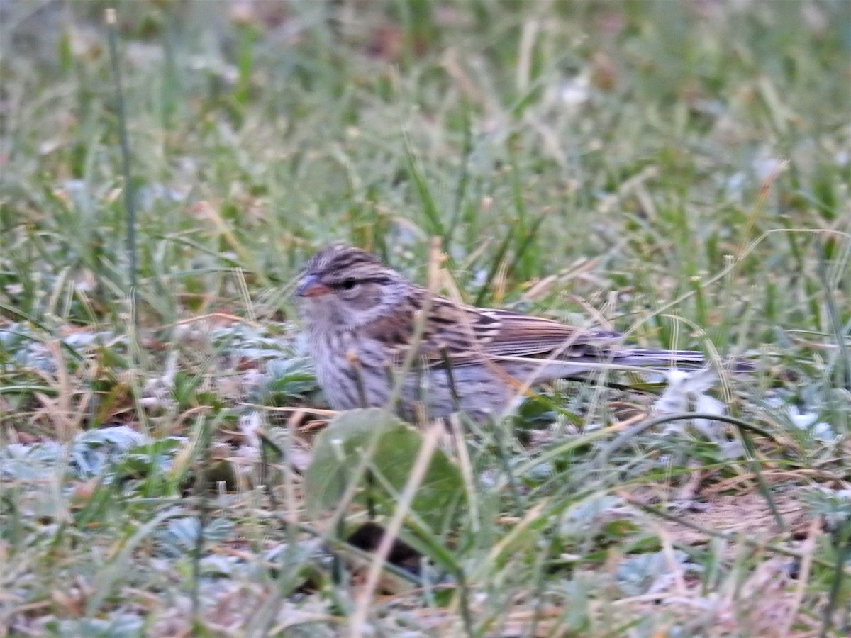 Chipping Sparrow - ML261025401