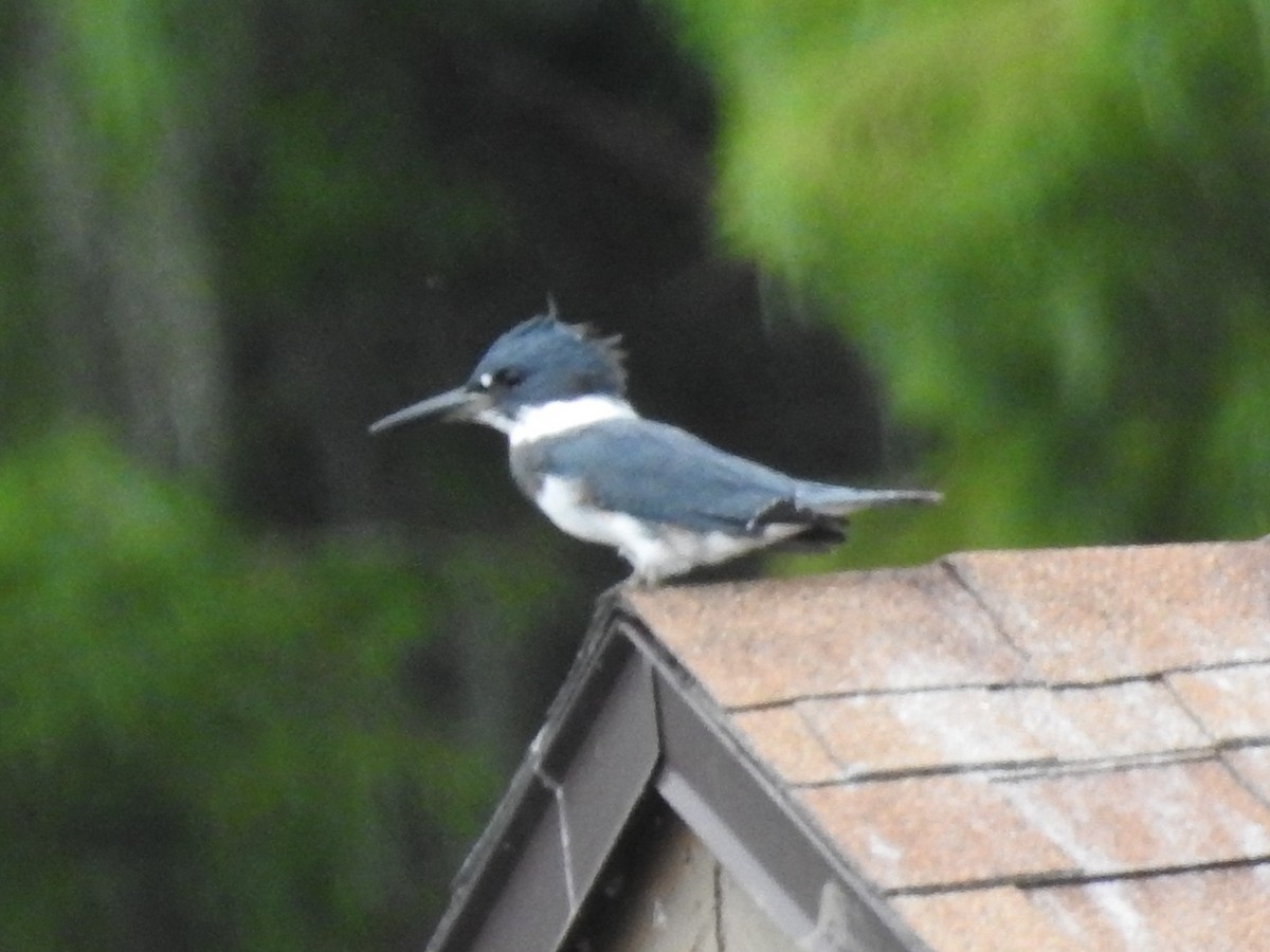 Belted Kingfisher - ML261025591