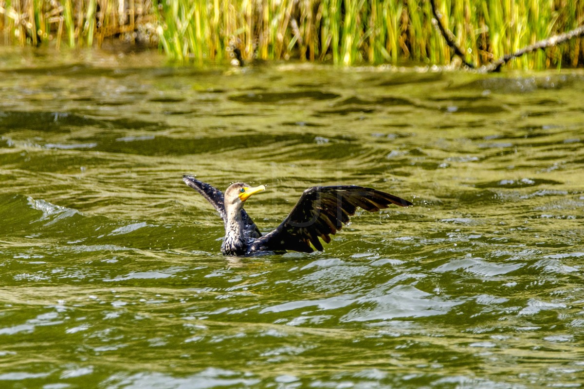 Cormoran à aigrettes - ML261026831