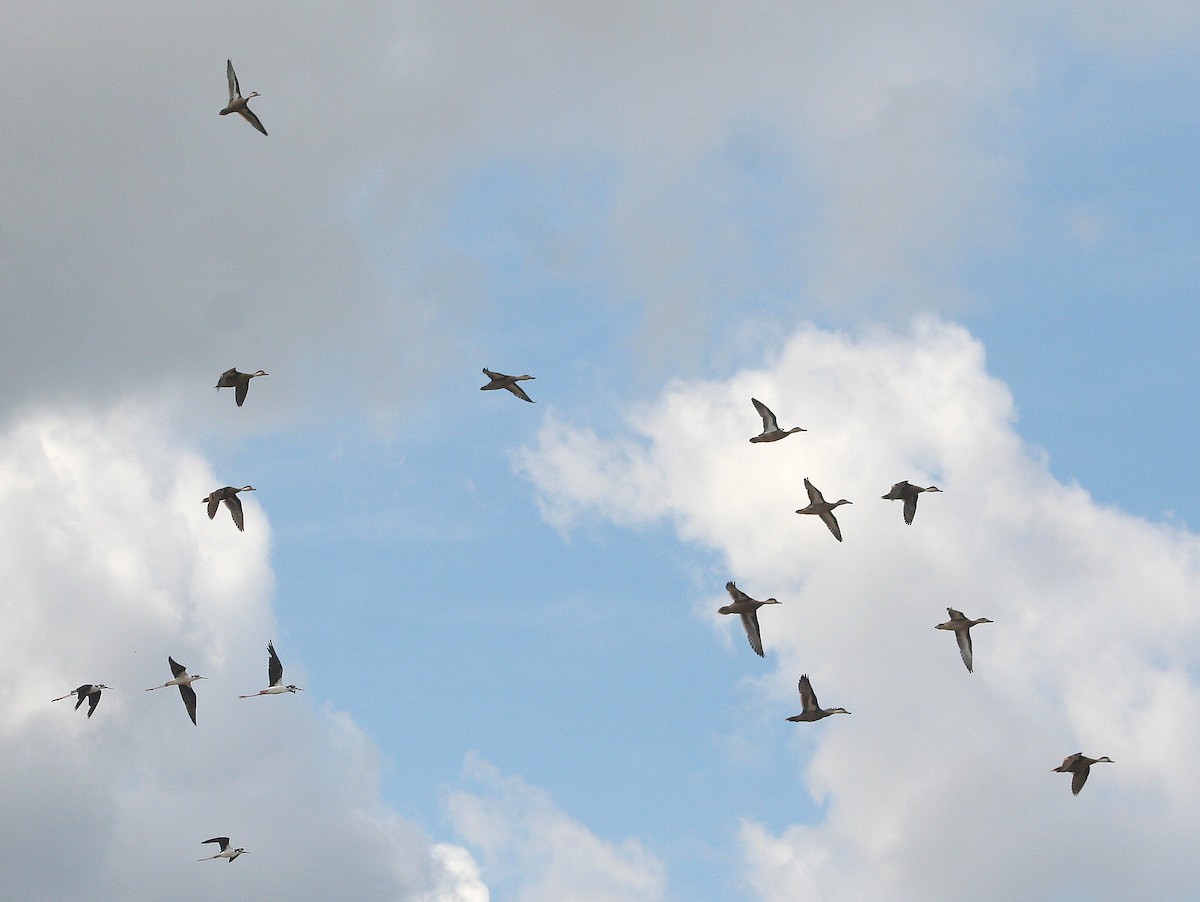 White-cheeked Pintail - ML261026861